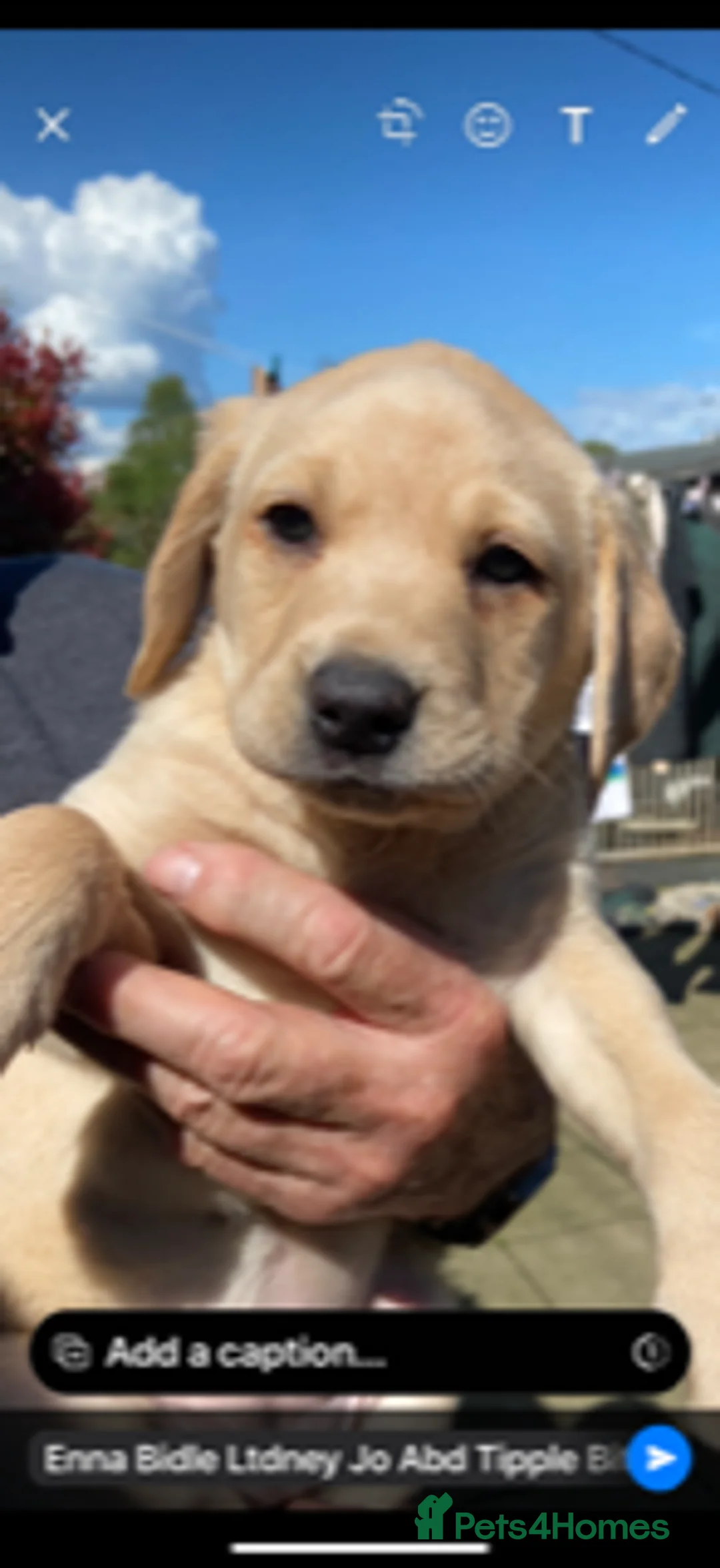 Labrador Retriever dogs for sale: Labrador Pups for Sale - Advert 5