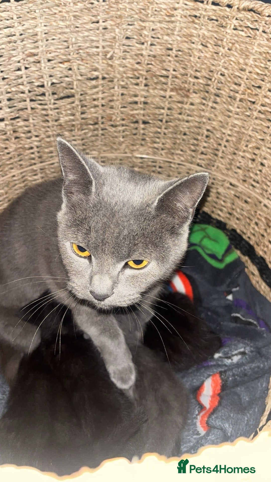 British Shorthair cats Beautiful kittens for sale  - Advert 2