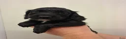 Cocker Spaniel dogs for sale: Black cocker spaniel puppies  - Advert 11