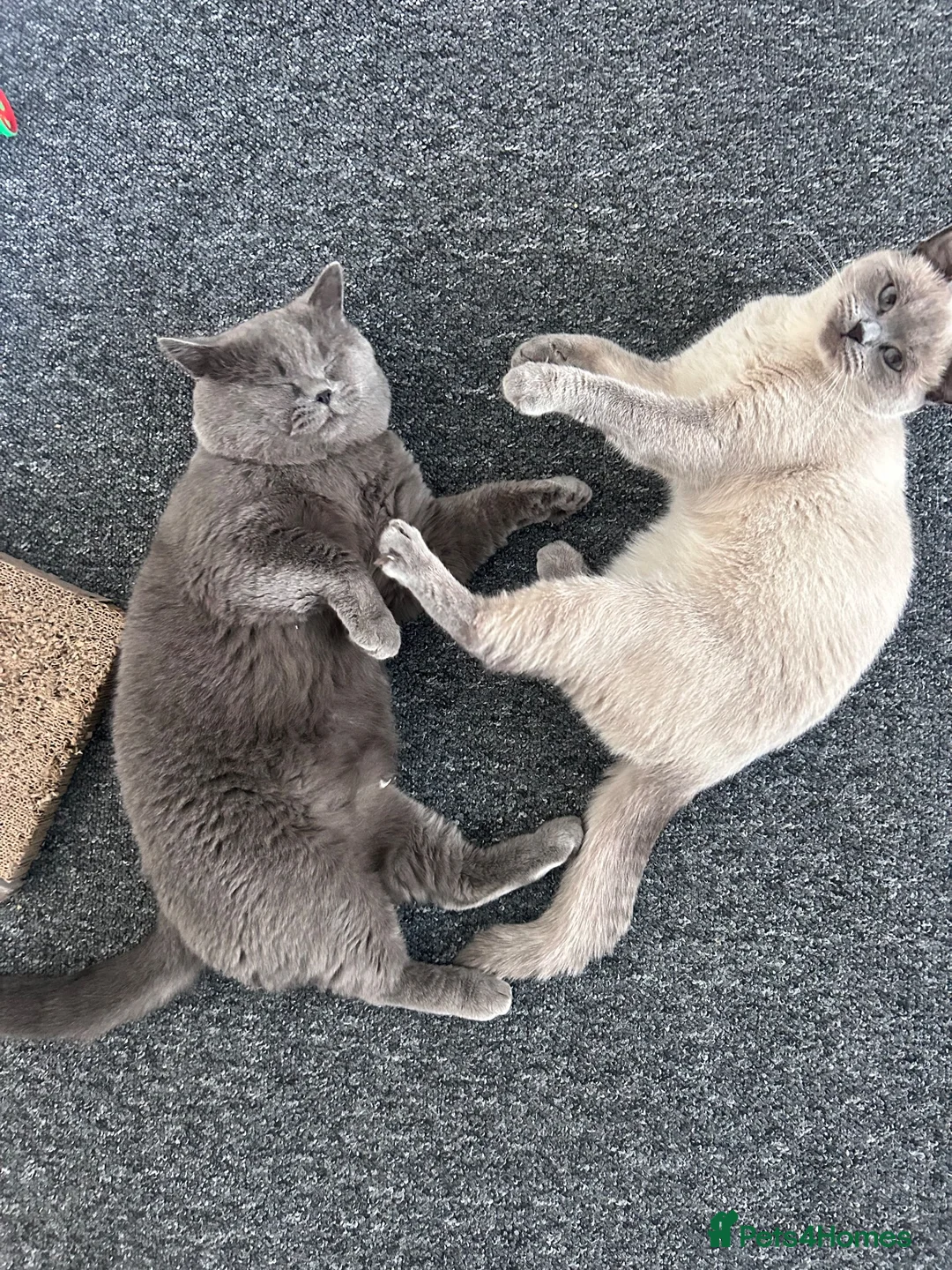 British Shorthair cats for sale: Adorable Blue British Shorthair Kittens in London - Advert 5