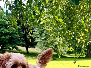 Cockapoo dogs - Advert 21