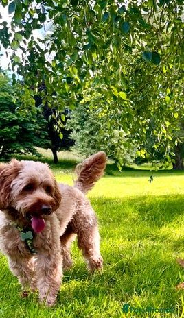 Cockapoo dogs - Advert 7