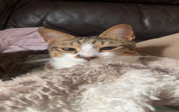 Arabian Mau cats for adoption: Pablo the terrible! - Image 3