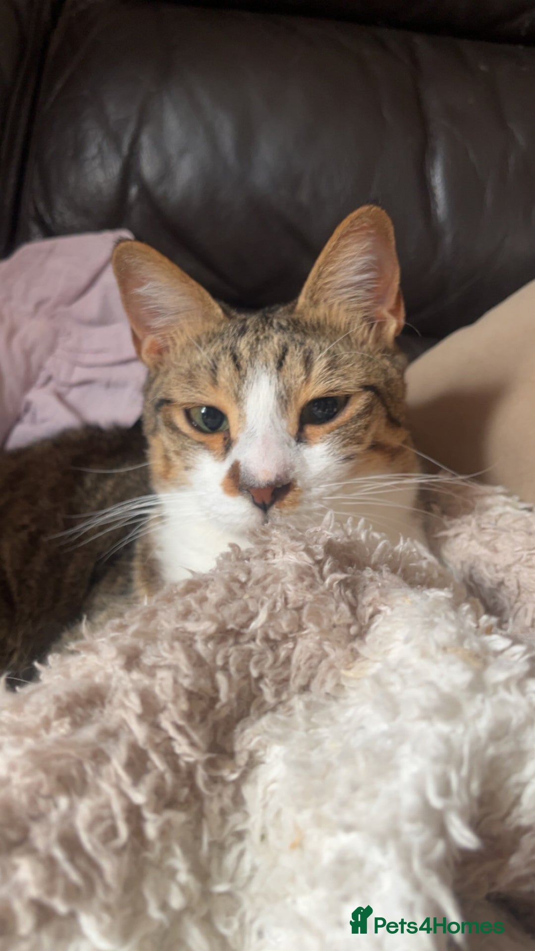 Arabian Mau cats for adoption: Pablo the terrible! - Image 3