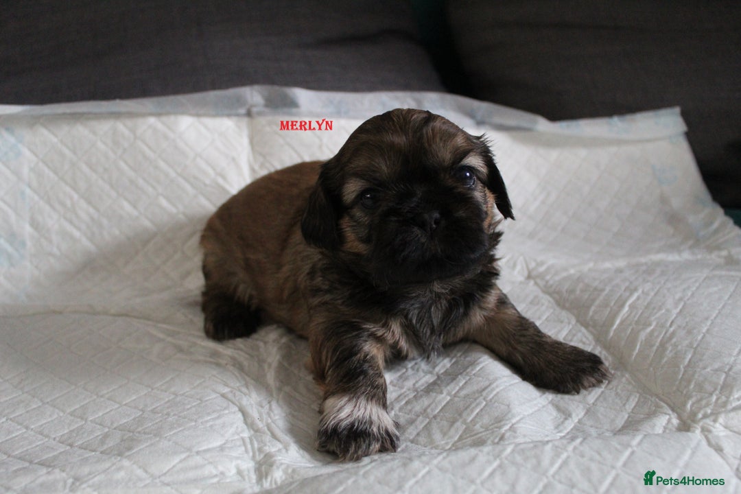 Shih Tzu dogs for sale: LOVELY SHIH TZU PUPPIES LIVER GENE  - Advert 22
