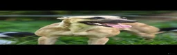 Whippet dogs for sale: Kc reg whippet litter - Advert 6