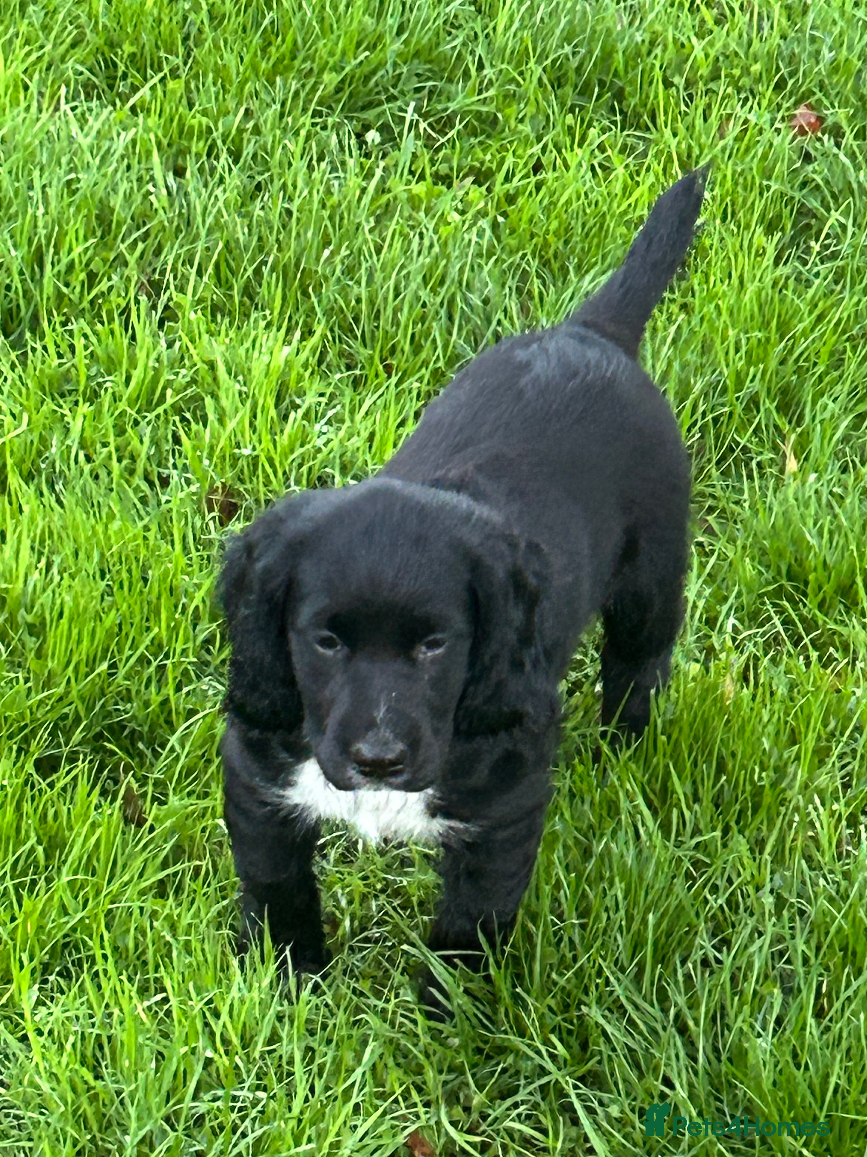 Cocker Spaniel dogs Cocker spaniel boy - Advert 1