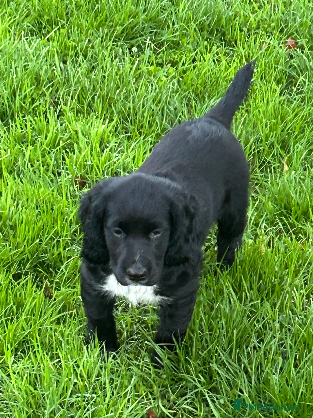 Cocker Spaniel dogs for sale: Cocker spaniel boy - Advert 1