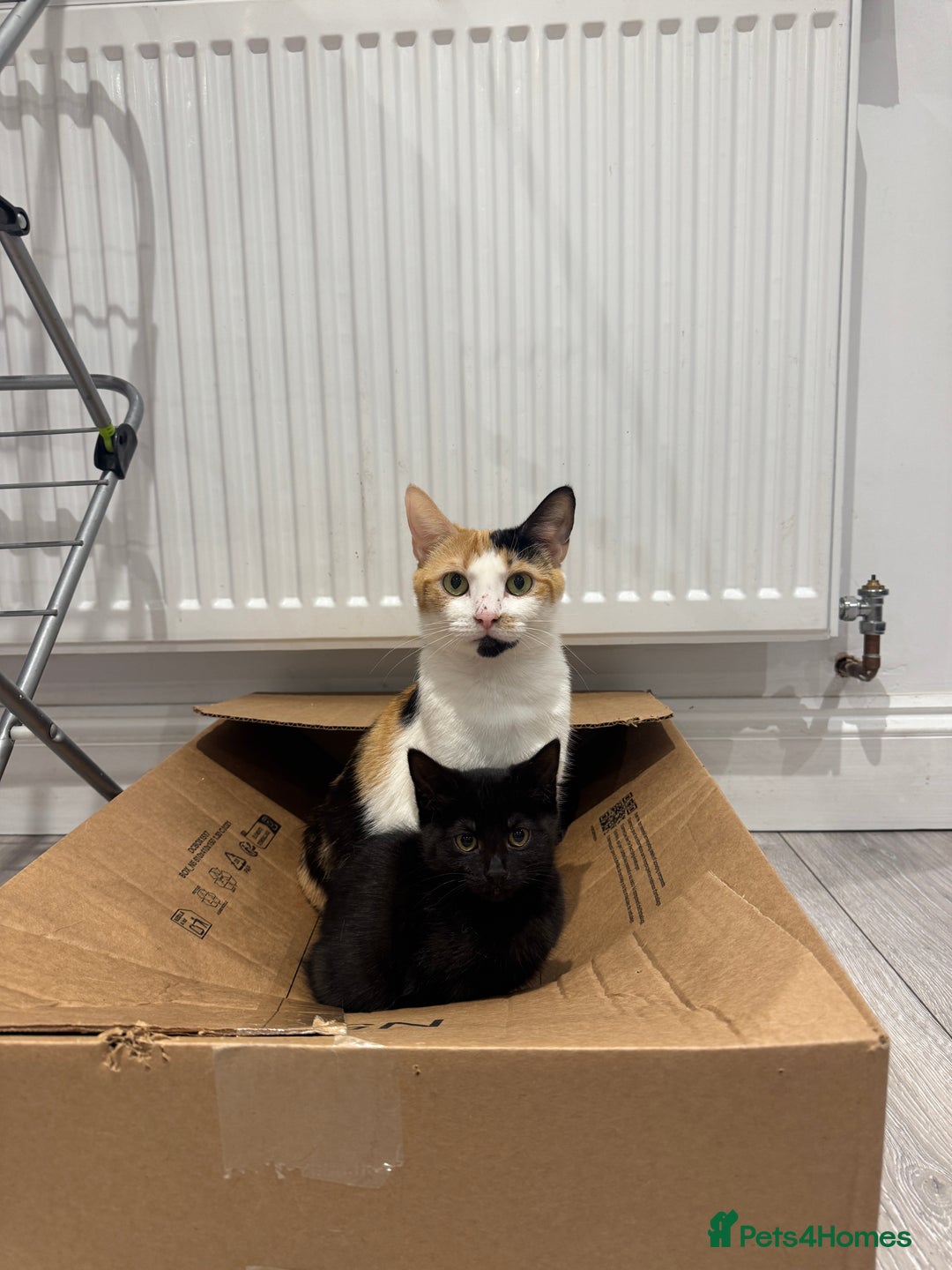 Mixed Breed cats for sale: 3 female kittens for sale  - Advert 3