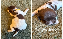 English Springer Spaniel dogs for sale: 🐶 6 x KC REG SPRINGER SPANIELS READY 30th OCT 🎃 - Image 10