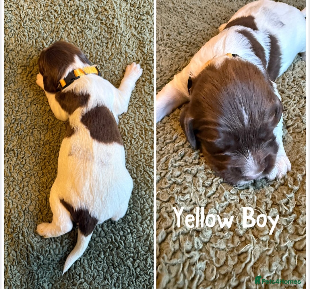 English Springer Spaniel dogs for sale: 🐶 6 x KC REG SPRINGER SPANIELS READY 30th OCT 🎃 - Image 10