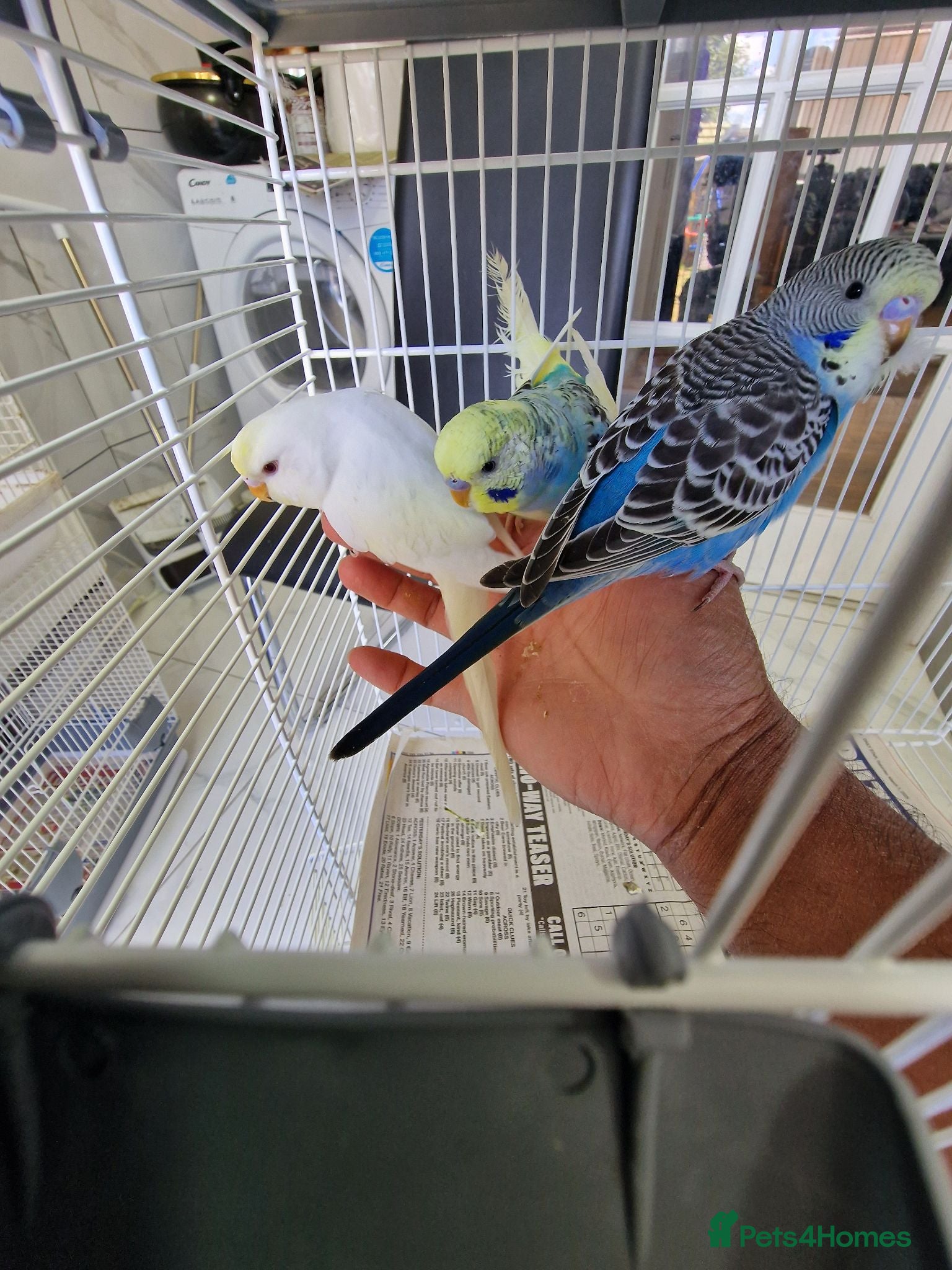 Budgerigars birds Super silly hand tamed baby budgies  - Advert 13