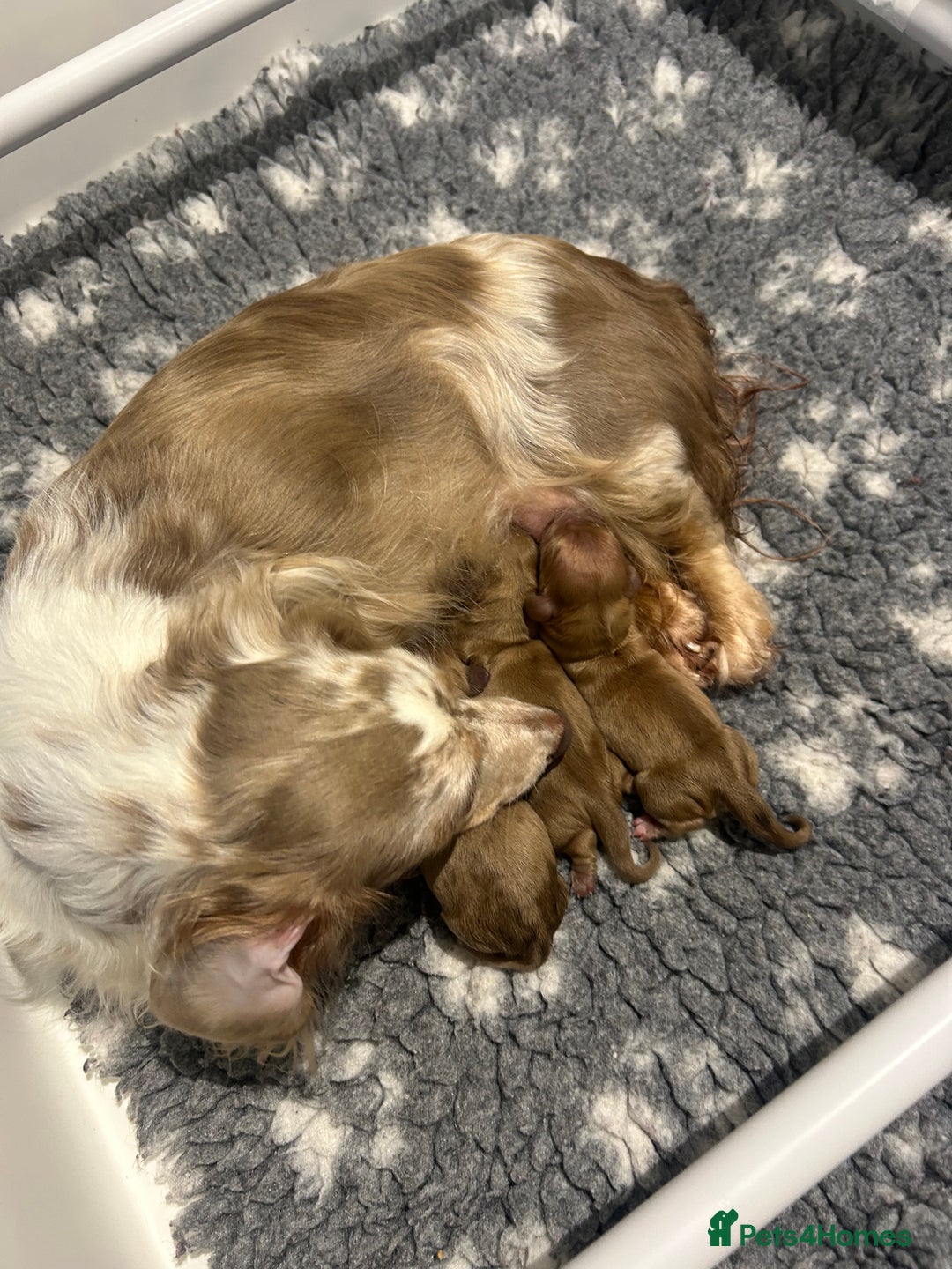 Miniature Dachshund dogs for sale: Miniature long hair English cream dachshunds  - Advert 8
