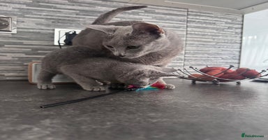 Russian Blue cats - Advert 18