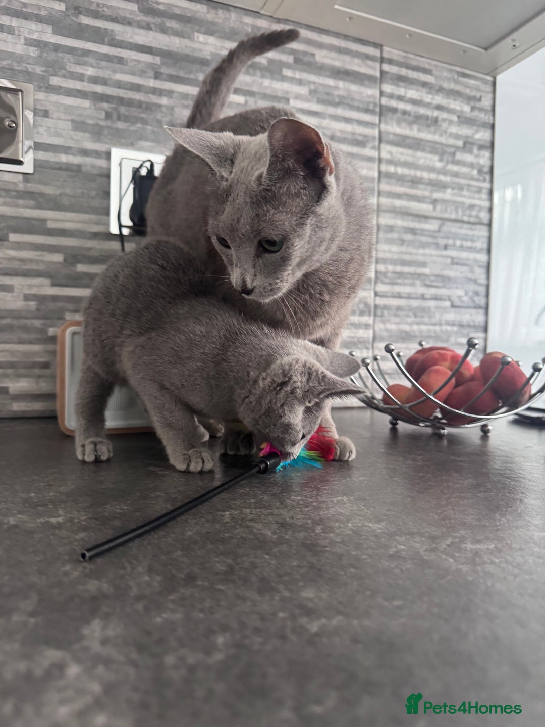 Russian Blue cats for sale: TICA active Russian Blue kittens Ready Now - Image 3