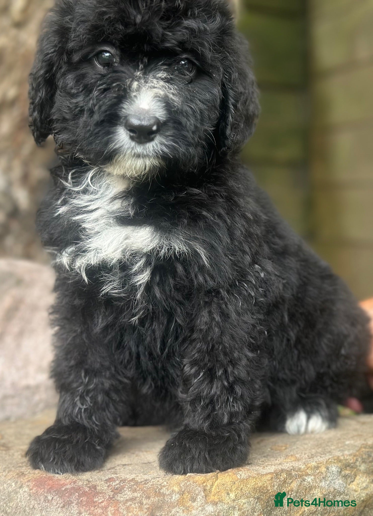 Bernedoodle dogs F1 STANDARD BERNADOODLES LAST 2 B/W GIRLS REDUCED - Advert 1