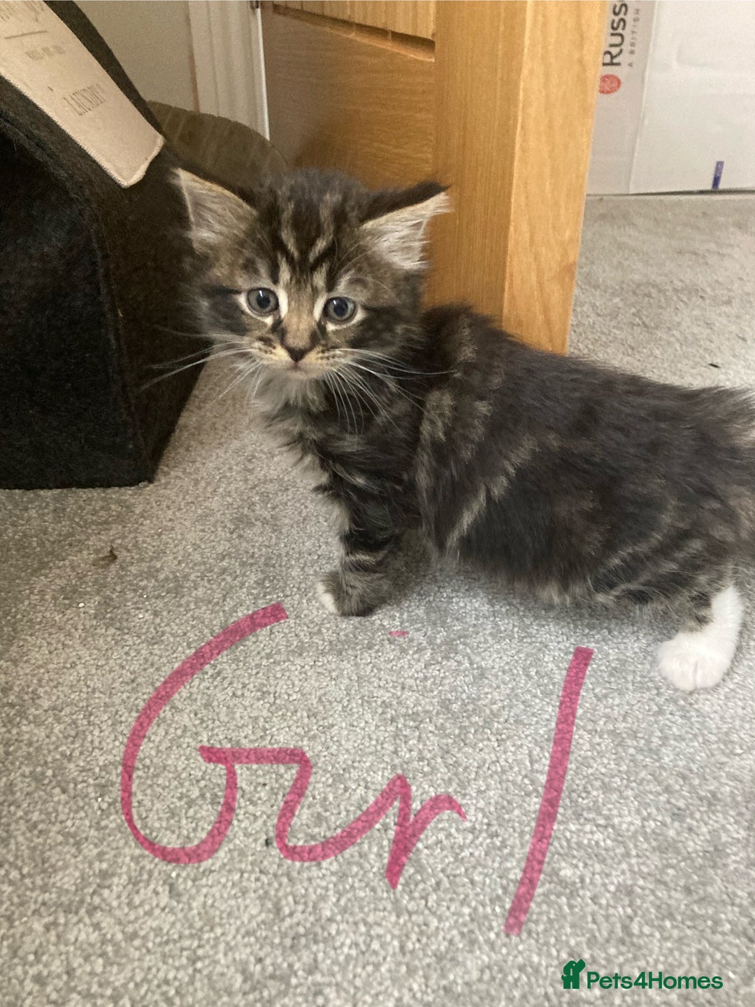 Mixed Breed cats for sale: Big fluffy kittens for sale part Maine coon - Image 8