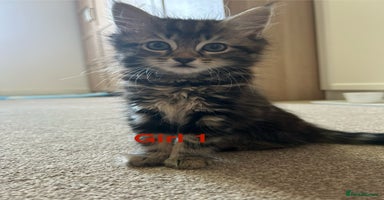 Mixed Breed cats - Advert 6