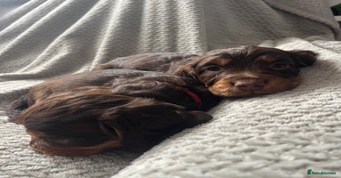 Cocker Spaniel dogs - Advert 2