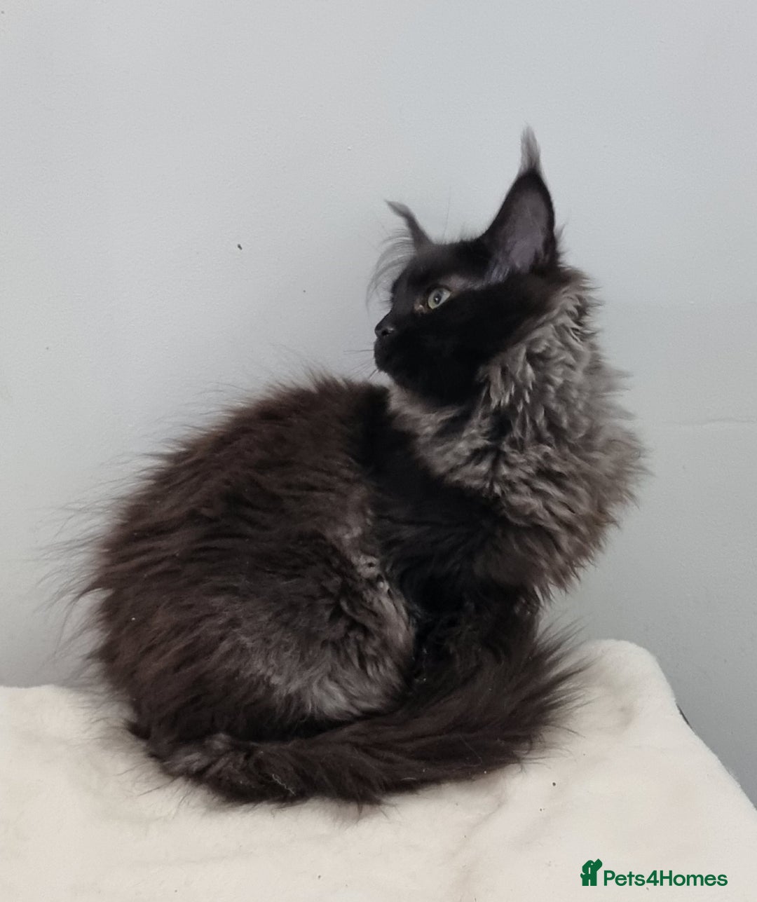 Maine Coon cats for sale: Pedigree GCCF registered Maine Coon Kittens  - Advert 8