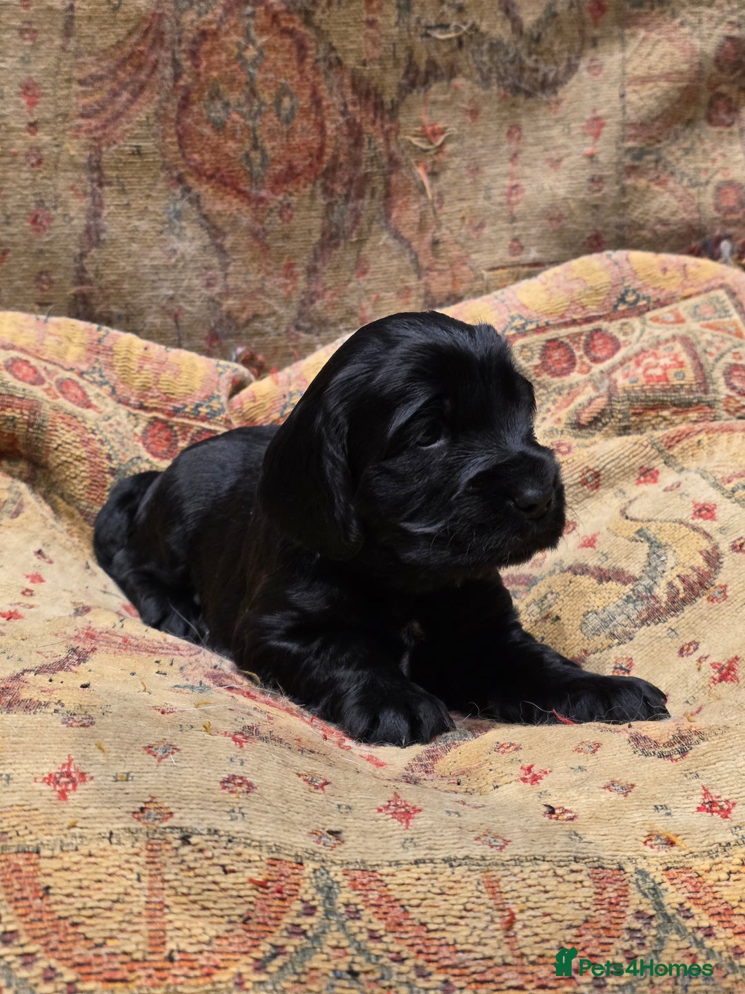 Cockalier dogs for sale: Gorgeous chunky Cockalier pupuchinos - Image 1