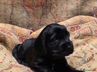 Cockalier dogs - Advert 8