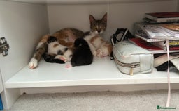 Mixed Breed cats for sale: 4 beautiful kittens - Image 10
