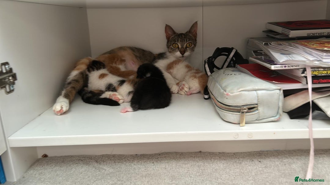 Mixed Breed cats for sale: 4 beautiful kittens - Image 10