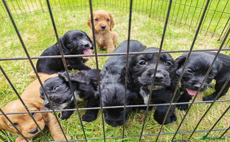 Cocker Spaniel dogs - Advert 2
