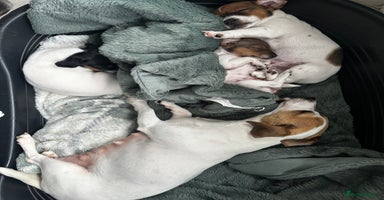 Jack Russell dogs - Advert 7
