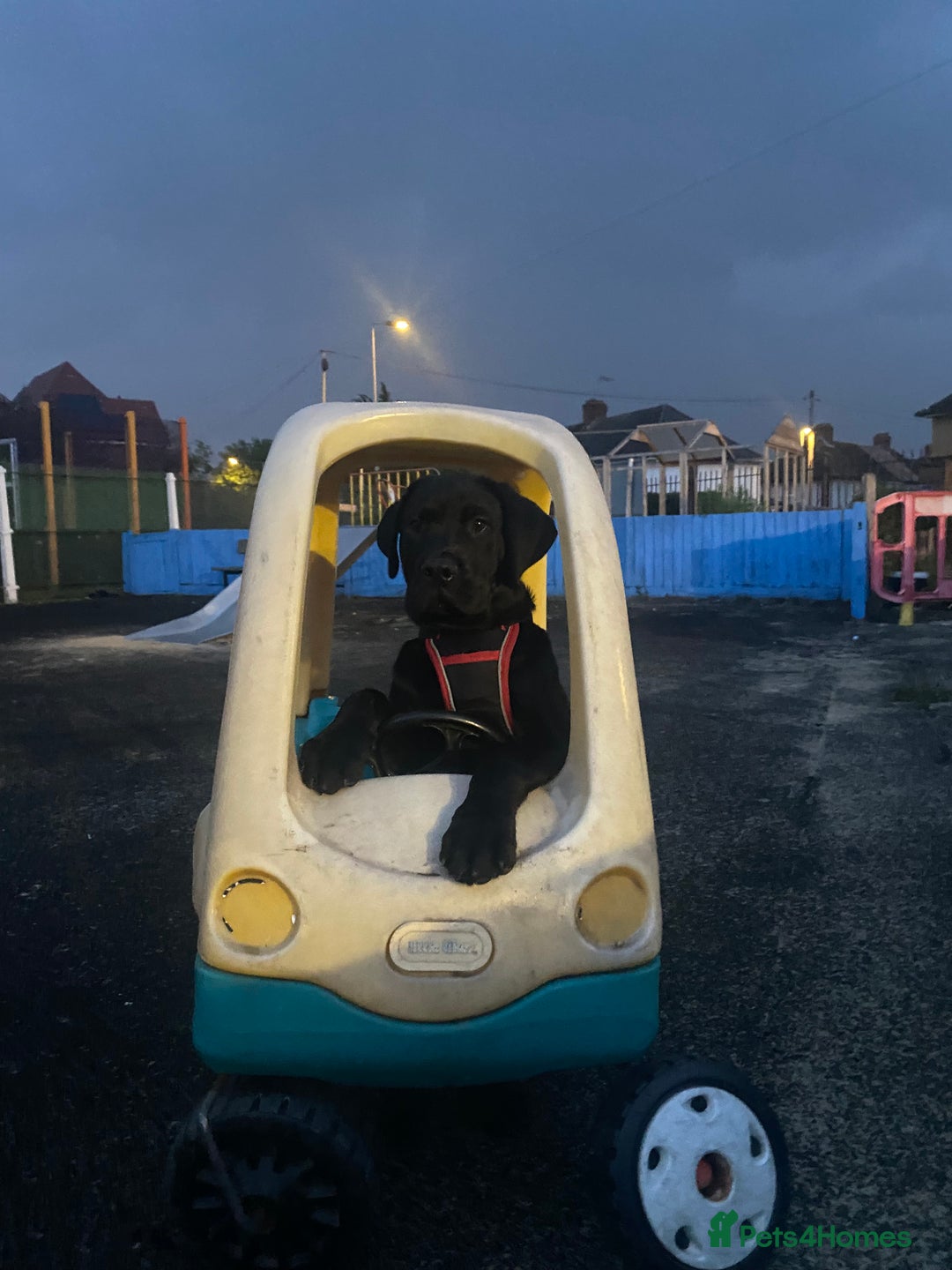 Mixed Breed dogs for sale: Presa canario rottweiler - Advert 3