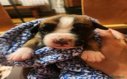 Boxer dogs for sale: 🌟KC REG BOBTAIL BOXER PUPS🌟 - Image 11