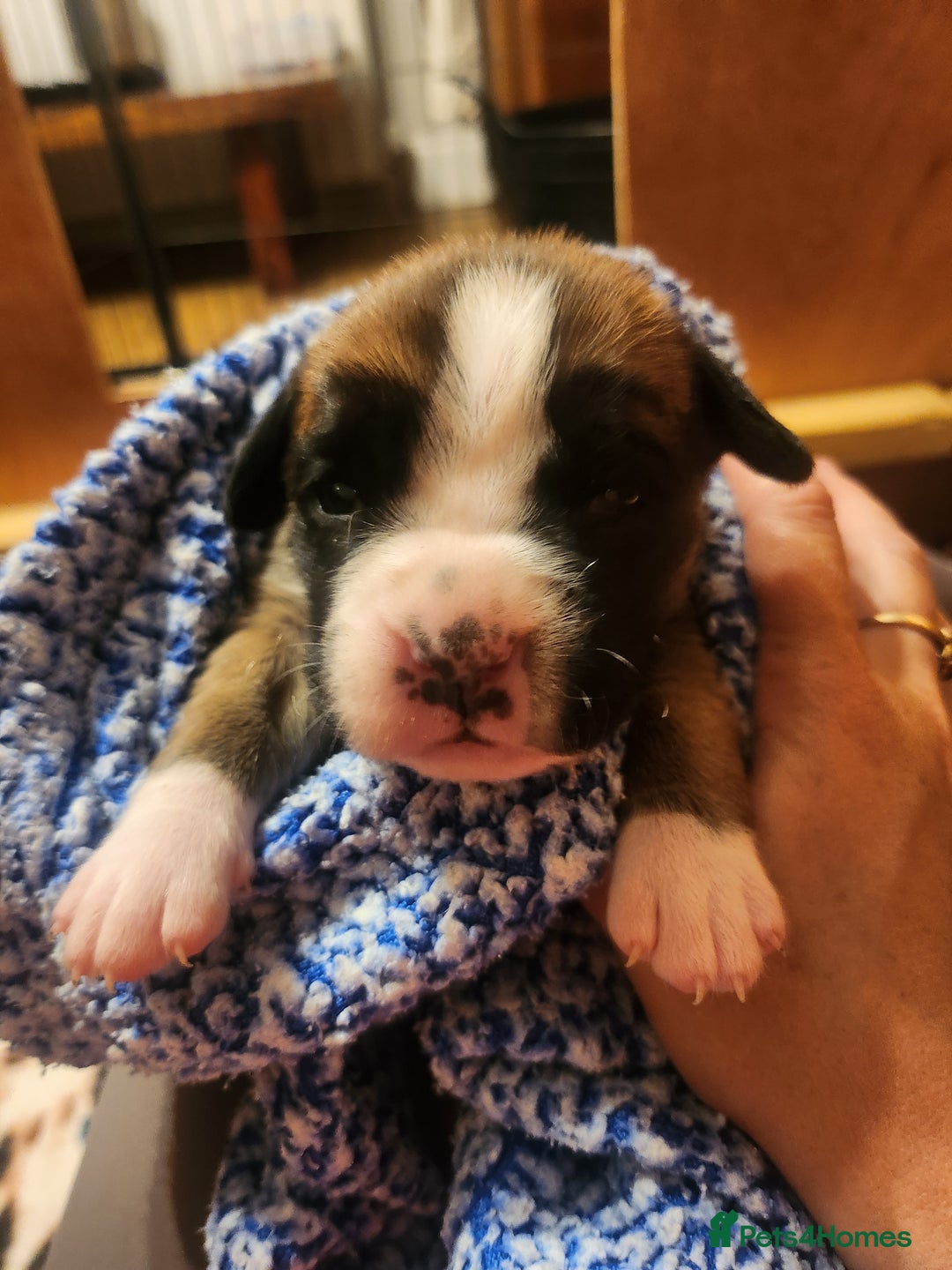 Boxer dogs for sale: 🌟KC REG BOBTAIL BOXER PUPS🌟 - Image 11