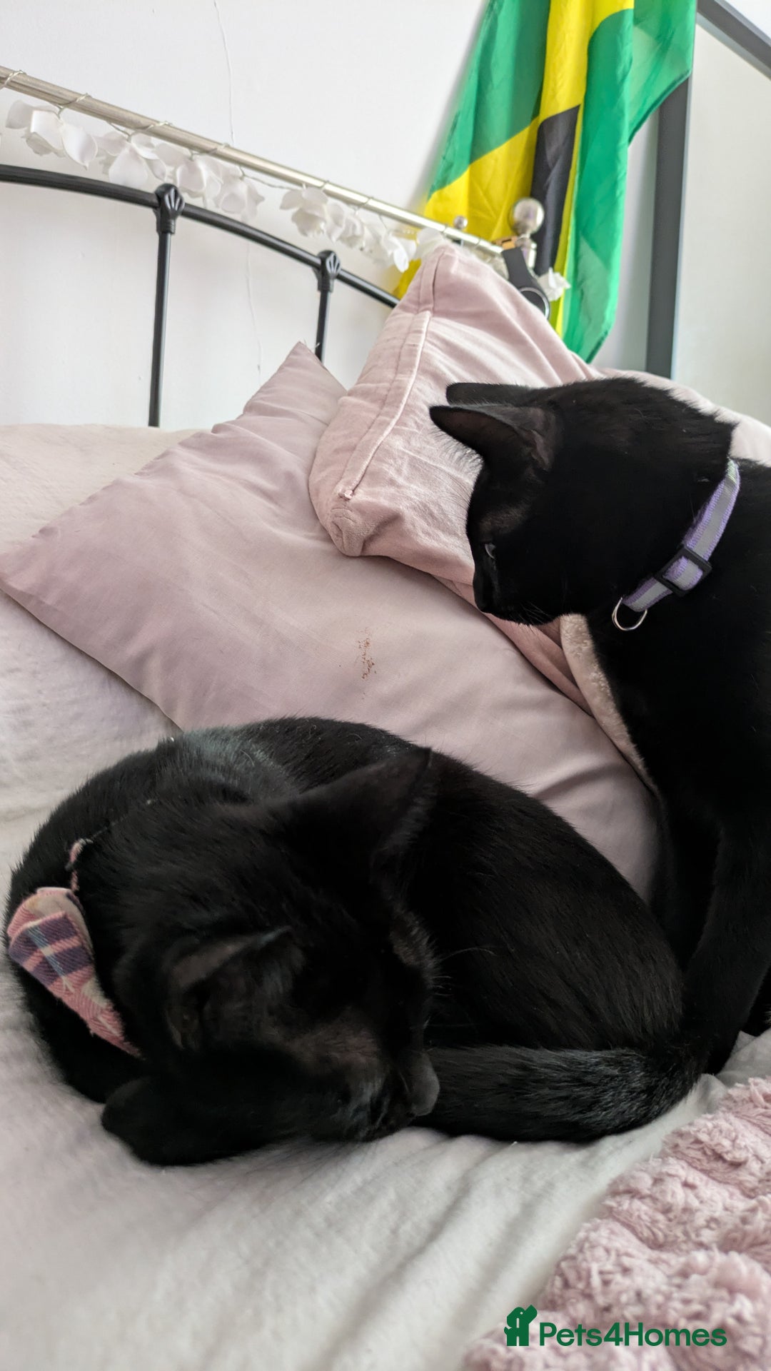 Bombay cats for sale: Mother and daughter black cats for a new home - Image 6