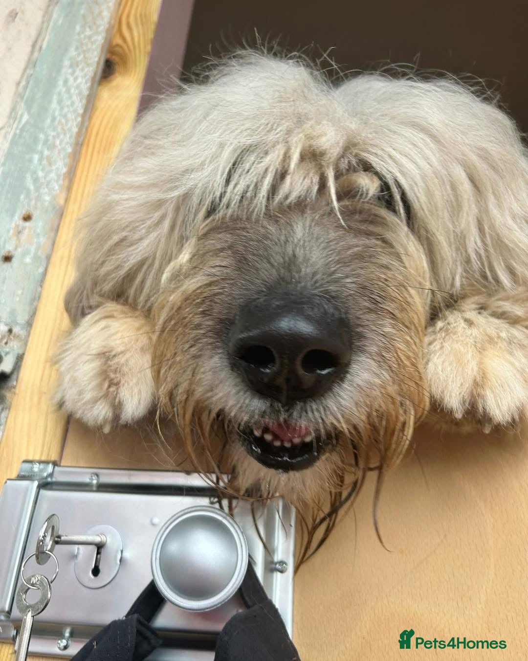 Mixed Breed dogs for adoption: 💚 Oscar - our bear boy💚 - Advert 7