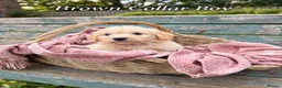 Goldendoodle dogs for sale: Miniature Golden Doodles - Merle, Red & Black  - Advert 19