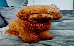 Cavapoo dogs for sale: 🐶F1B STUNNING CAVAPOOS 🐶 - Image 8