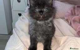 Persian cats for sale: Pershadoll’s 😍half Pershian half Ragdoll. - Image 7