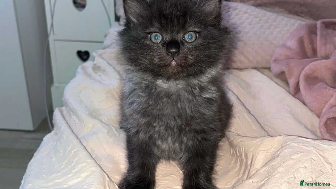 Persian cats for sale: Pershadoll’s 😍half Pershian half Ragdoll. - Image 7