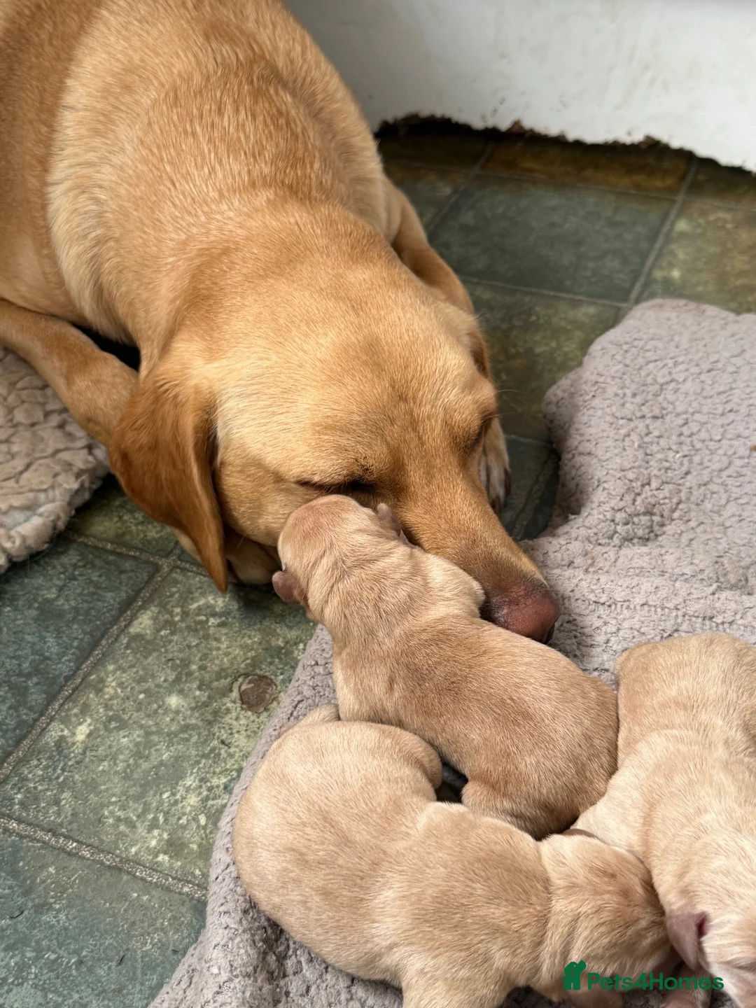 Labrador Retriever dogs for sale: Labrador Puppies for sale - Advert 2