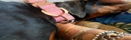 Dobermann dogs for sale: Female Doberman for sale  - Advert 8