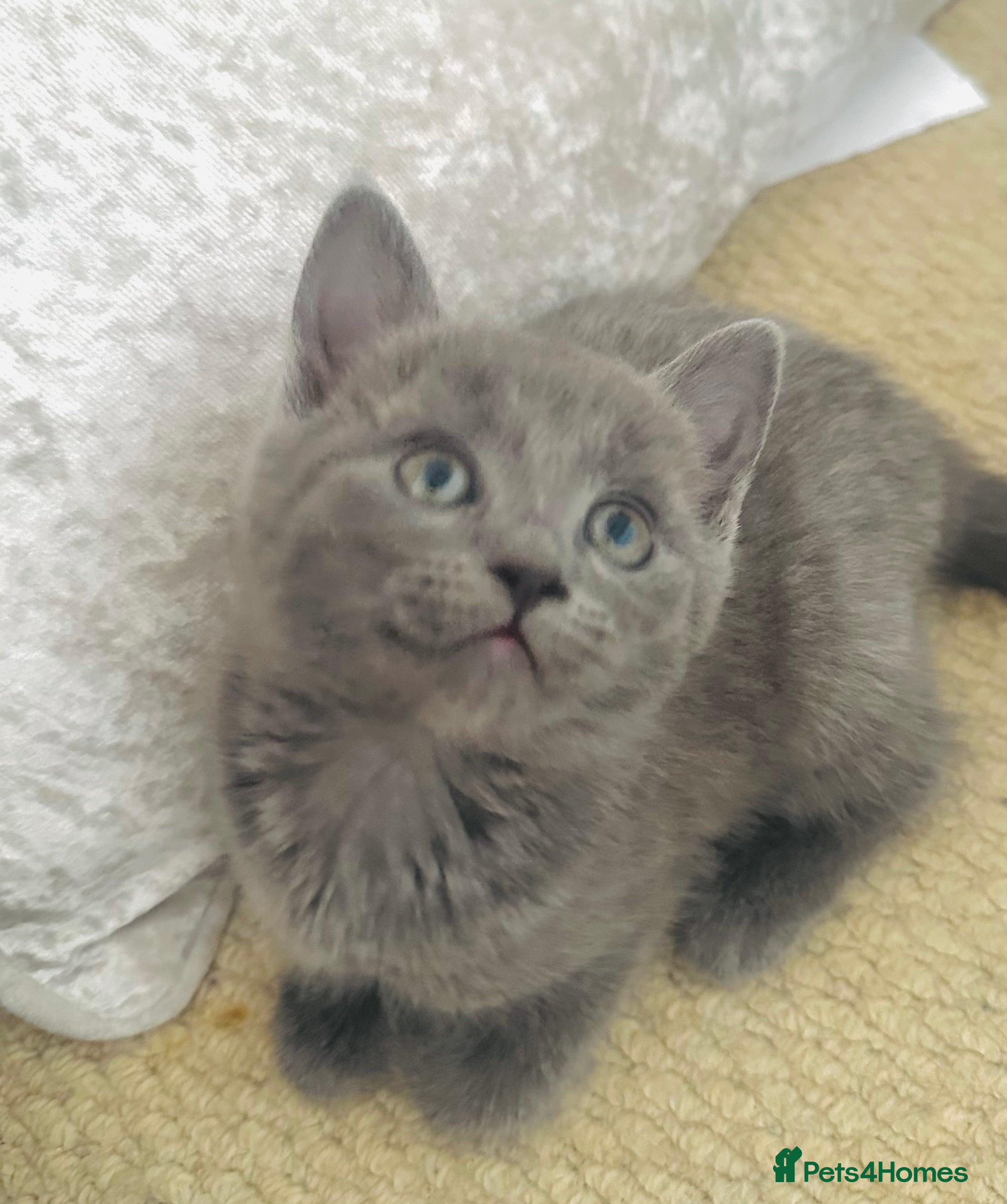 Russian Blue cats Stunning Russian Blue Kittens - Advert 5