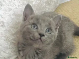 Russian Blue cats Stunning Russian Blue Kittens - Advert 5