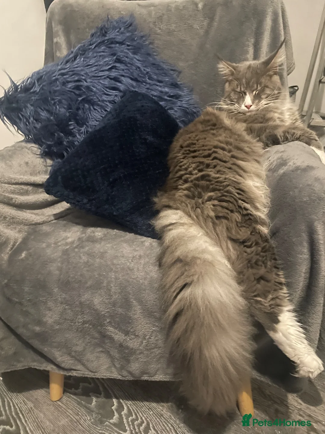 Maine Coon cats for sale: Maine coon kittens for sale - Advert 9