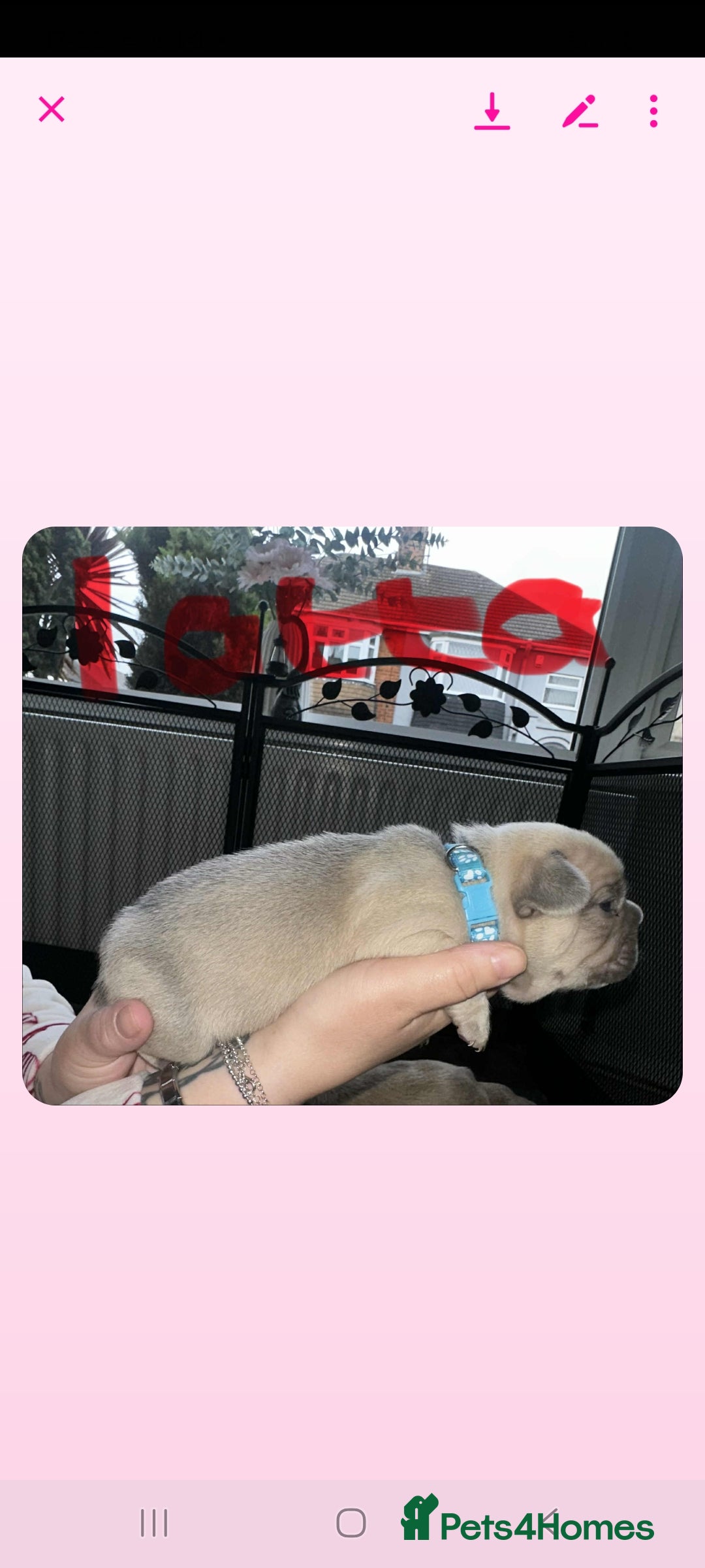 French Bulldog dogs for sale: French bulldog  - Image 17