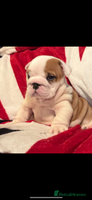 English Bulldog dogs BEAUTIFUL BRITISH BULLDOGS - Advert 1