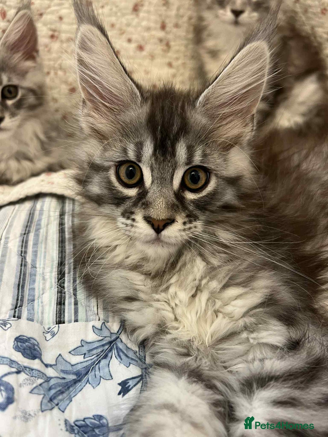 Maine Coon cats for sale: GCCF Pedigree Maine Coon Kittens champion line  - Image 15