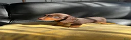 Miniature Dachshund dogs for sale: KC reg Mini long haired dachshunds  in Nottingham - Advert 5