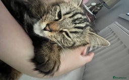 Turkish Angora cats for sale: 2 Turkish angora siblings  - Image 8
