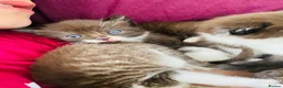 Mixed Breed cats for sale: Five beautiful kittens  - Advert 7